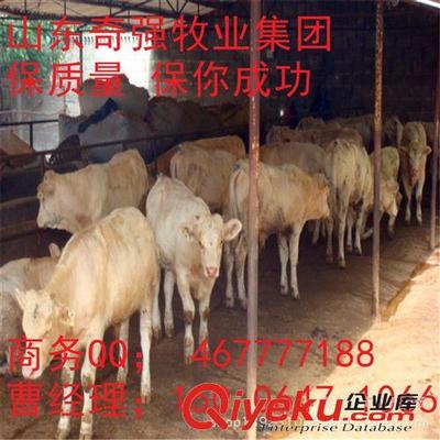 飼養(yǎng)屠宰牛 高出肉率品種深度解析——夏洛萊牛的優(yōu)勢(shì)與嘉祥縣奇強(qiáng)養(yǎng)殖場(chǎng)推薦