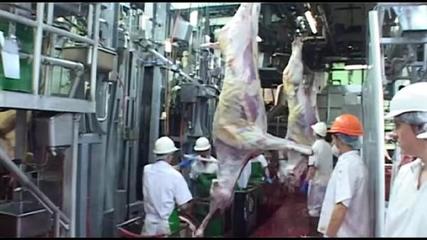 天問(wèn) 記澳洲肉牛屠宰及肉品深加工
