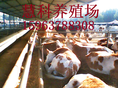 屠宰用西門(mén)塔爾大肉牛價(jià)格全面看漲（市場(chǎng)價(jià)格對(duì)比播報(bào)）