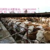 長(zhǎng)沙架子牛與肉牛屠宰市場(chǎng)價(jià)格與交易地點(diǎn)全解析